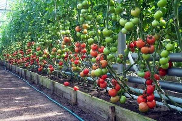 Липецкая компания «Овощи Черноземья» вырастит первые томаты тепличного комплекса к Новому году