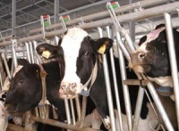 В Липецкой области создадут малые молочные фермы 