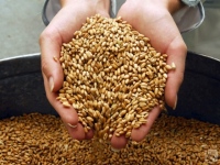 Как сбыть зерно