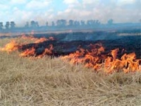 В Липецкой области штрафут за сжигание стерни 