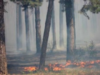 Сейчас лес горит в пяти местах Липецкой бласти 