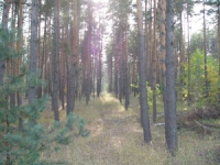 В Липецкой области на смену хвойным лесам придут разнопородные 