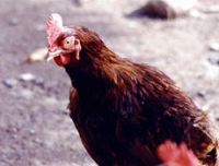 В Липецке запретят ввоз курятины из других регионов России