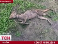 Раскрыта тайна украинской «чупакабры» - убийцы кроликов и цыплят Раскрыта тайна украинской «чупакабры» - убийцы кроликов и цыплят