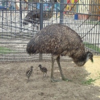 В Липецком зоопарке появились страусята 