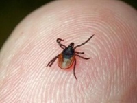 Возле пяти оздоровительных лагерей клещей не нашли Возле пяти оздоровительных лагерей клещей не нашли