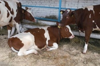 В ОГУП «Липецкое» растет поголовье коров 