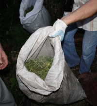 В Липецкой области на автобусной остановке изъяли 4 кг марихуаны