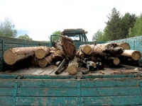 В лесах Липецкой области разрешат вырубать лиственные деревья