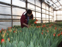 25 тысяч тюльпанов к 8 Марта вырастили в «Зеленхозе» 