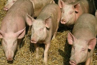 Областные власти мечтают о миллионе свиней