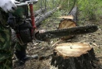 Энергетиков накажут за вырубку леса