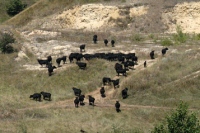 В Липецкой области намерены резко увеличить поголовье коров