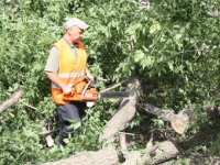 В Липецке запланировано снести и обрезать около трех тысяч аварийных деревьев