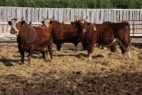 В Липецкую область привезли коров из Дании