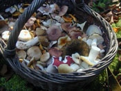Дети отведали сырых грибов. Врачи сумели их спасти