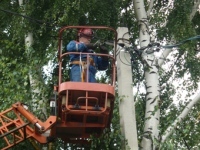 В Липецке c начала года ликвидировано около 2000 аварийных деревьев