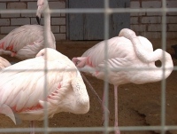 В зоопарке Липецка построят вольер для фламинго за 11 миллионов рублей