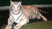 В зоопарк Липецка привезли белую тигрицу Бритни