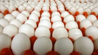 Антимонопольщики выяснили, почему в Липецкой области дорожали яйца