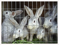 Кроликов за 1, 2 млрд рублей решили не разводить