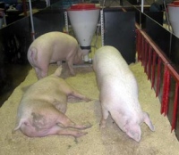 В Липецкой области открыли крупнейший в Европе свинокомплекс
