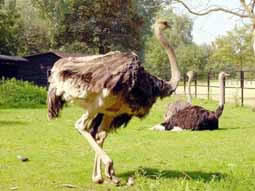 На окраине Липецка разводят страусов