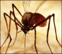 В Липецкой области два человека заболели малярией