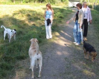 В Липецке до сих пор определено только одно место для выгула собак 