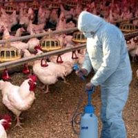От птичьего гриппа весной привьют 700 тысяч пернатых
