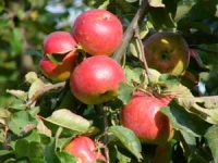 Ожидается хороший урожай яблок