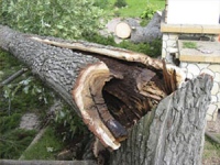 ООО &laquo;Ташир - Липецк&raquo; порубило деревьев на три миллиона