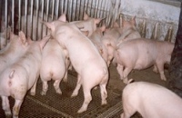 В Липецкой области растет производство свинины 