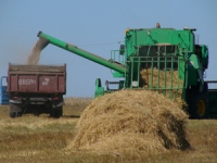 В Липецкой области началась уборка зерновых 
