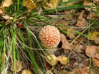 Три жительницы Липецкой области отравились грибами 