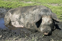 Африканская чума свиней грозит «Настюше»