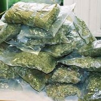 Таджик и липчанка Таджик и липчанка