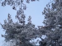 Кабаны из Воронежского заповедника зимуют в липецких лесах под охраной охотников 