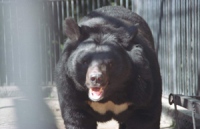 Гималайских медвежат из Липецкого зоопарка увезли в Геленджик