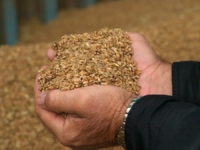 Селяне планируют собрать зерна больше, чем в урожайном 2007 году 