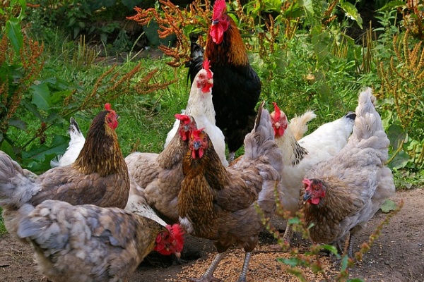 После скандала с сальмонеллой продукция «Куриного царства» оказалась под особым контролем ветеринаров