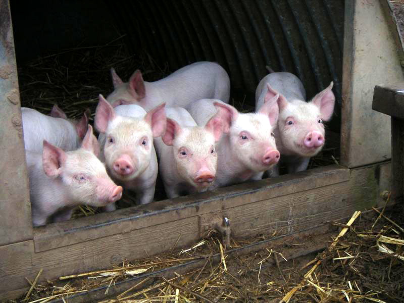 В Хлевенском районе мясокомбинат «Албиф» запустил линию по забою свиней 