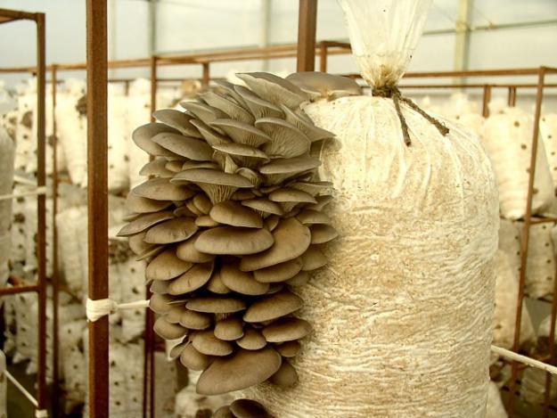 В Липецкой области запустили цех по выращиванию грибов