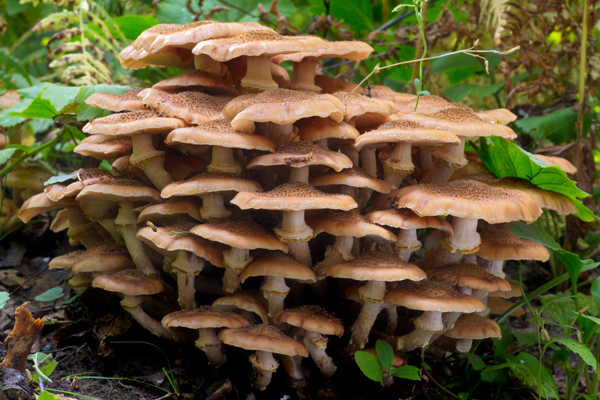 Грибы опята. Armillaria mellea. Опята осенние съедобные. Грибы опята Лесные. Опята грибы съедобные.