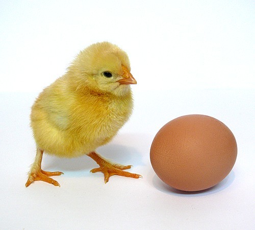 В Липецкой области построят птицефабрику для производства инкубационного яйца