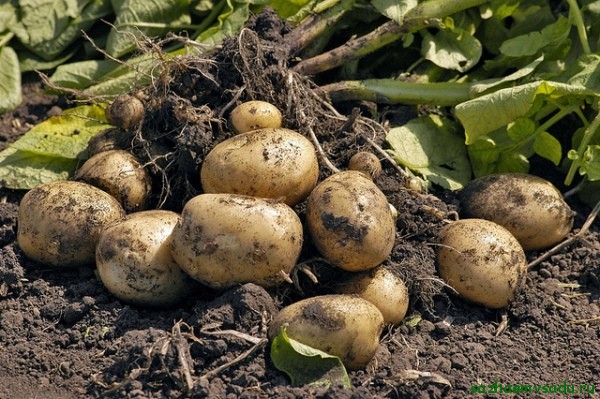 Компания «Агро-Липецк» продолжит реализацию проекта по выращивания картофеля за 2,3 млрд рублей