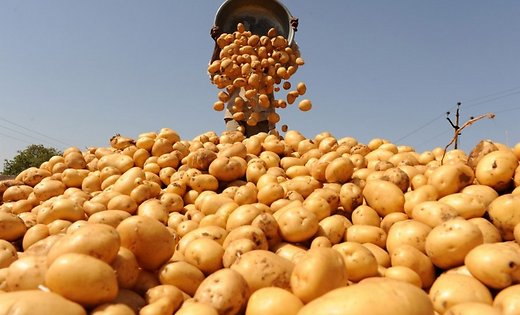 Липецкие власти поставили под сомнение строительство картофельного завода за 1,5 млрд рублей