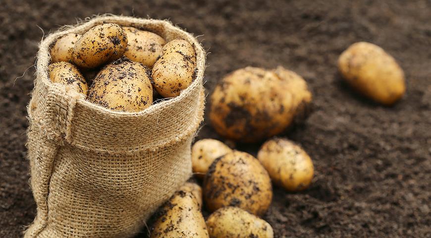 Подразделение ГК «ТРИО» в Липецкой области запустит современное картофелехранилище в 2017 году