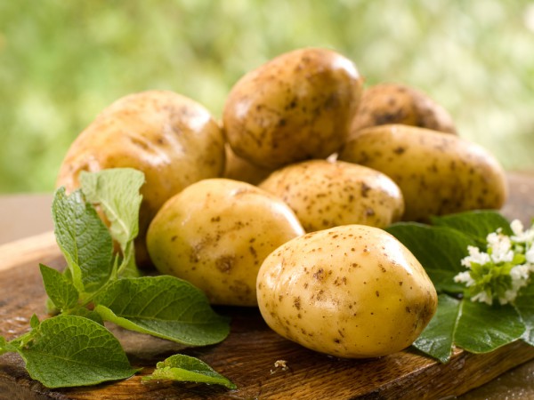Реализация картофельного проекта липецкой агрофирмы «Трио» может обойтись в 1,7 млрд рублей