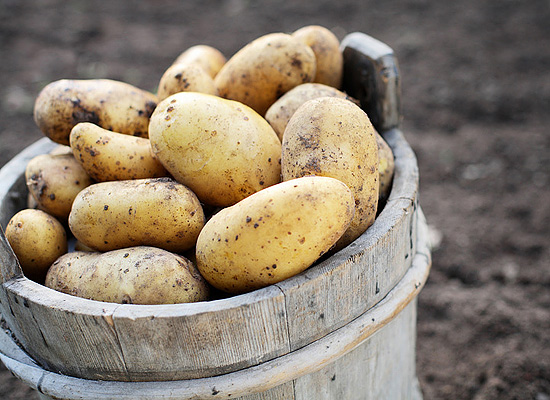 Агрофирма «Трио» может наладить производство картофеля в Елецком районе Липецкой области